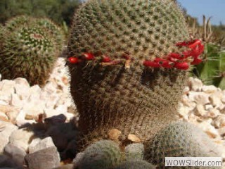 cacti