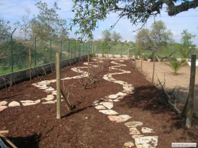 vineyard-2