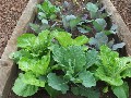 kitchen-garden