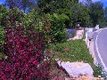 mediterranean-garden1