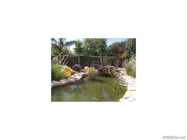 garden-pond2