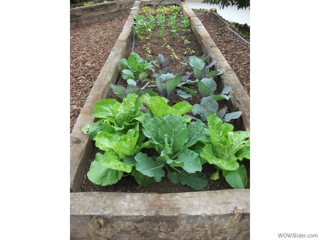 kitchen-garden