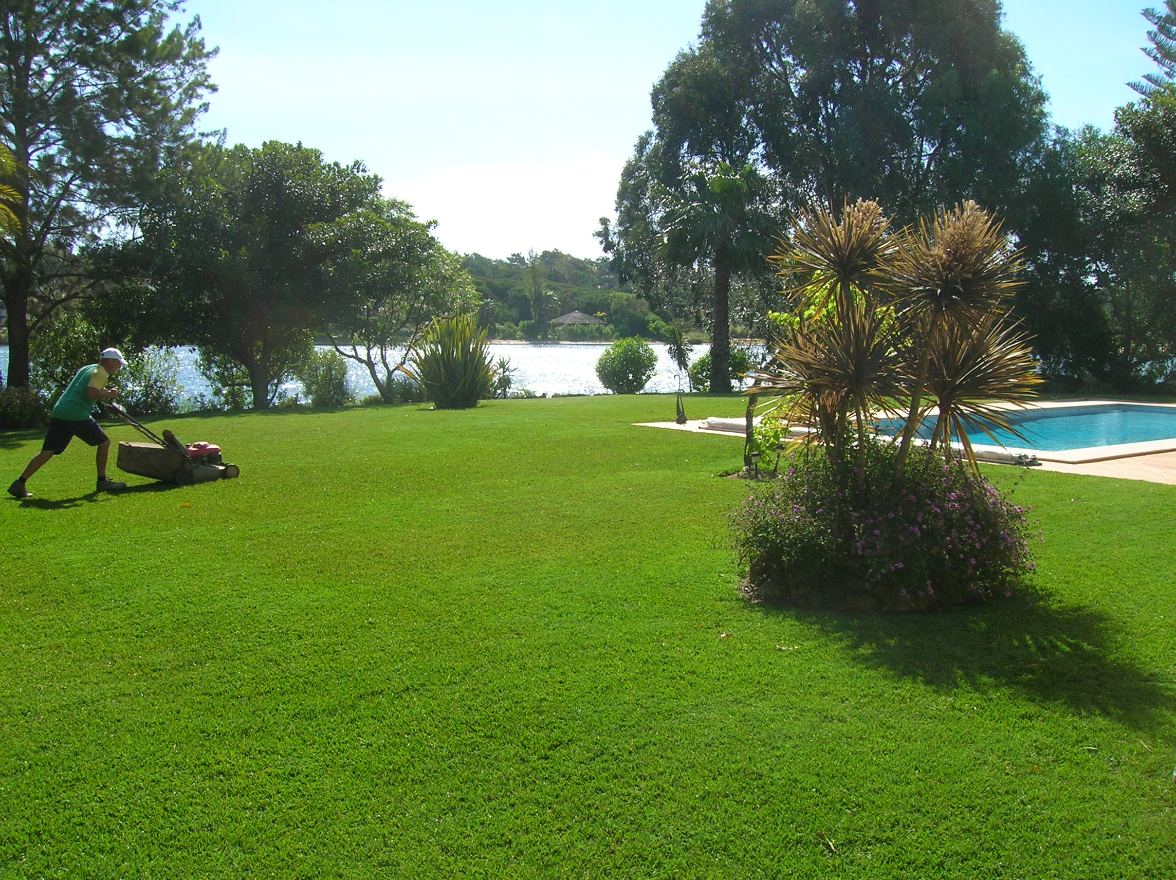 lawn problems algarve